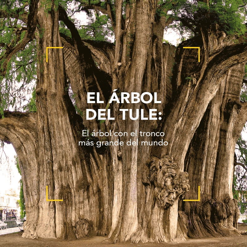 El árbol con el tronco más grande del mundo » Academia del Perfume
